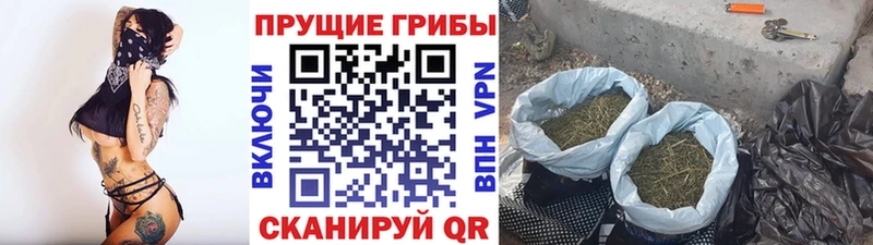 Галлюциногенные грибы Psilocybe Волжск